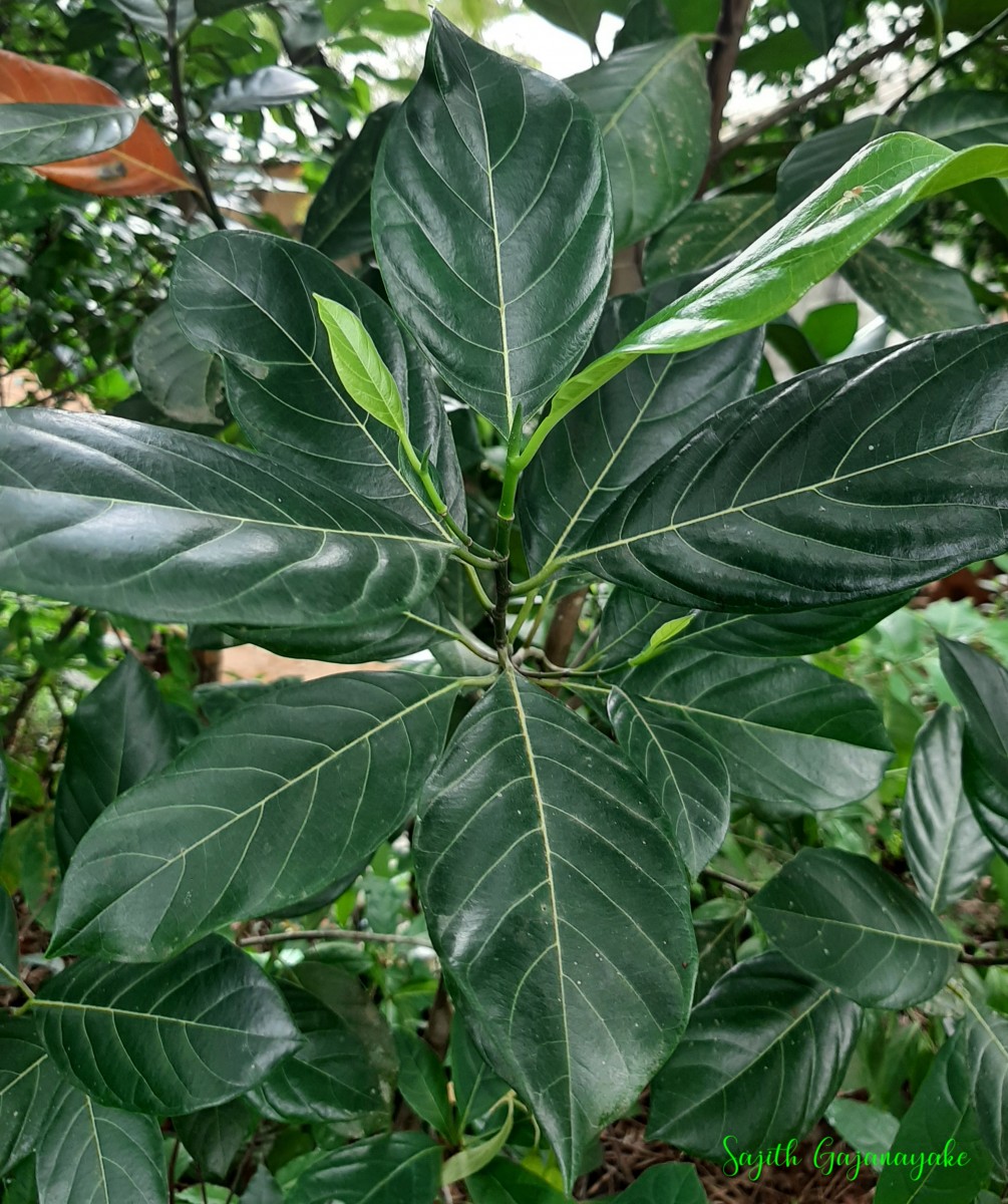 Artocarpus heterophyllus Lam.
